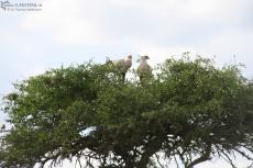 IMG 8450-Kenya, secretary birds in tree, Masai Mara